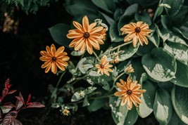 photo of flowers